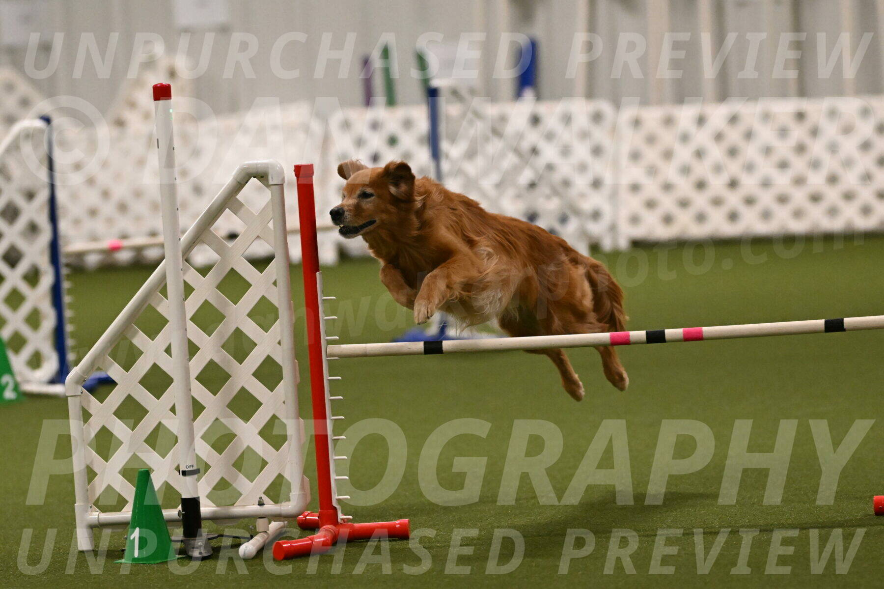 Tango-Kathy-Gardner-06417