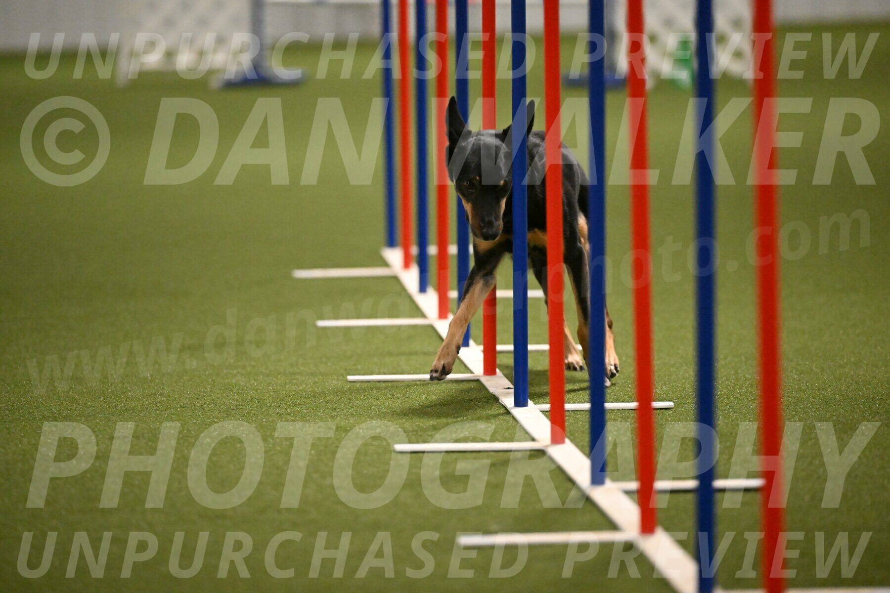 Tavi-Patricia-French-01708