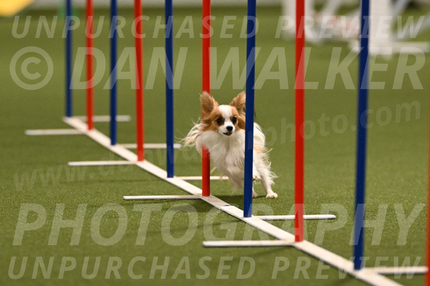 TekNeeQ-Cookie-Nee-11723