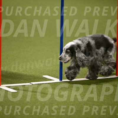 Tempi-David-Thorley-12636
