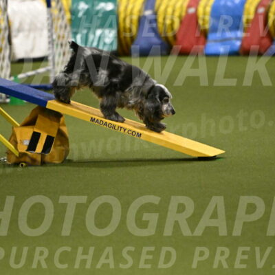 Tempi-David-Thorley-12641