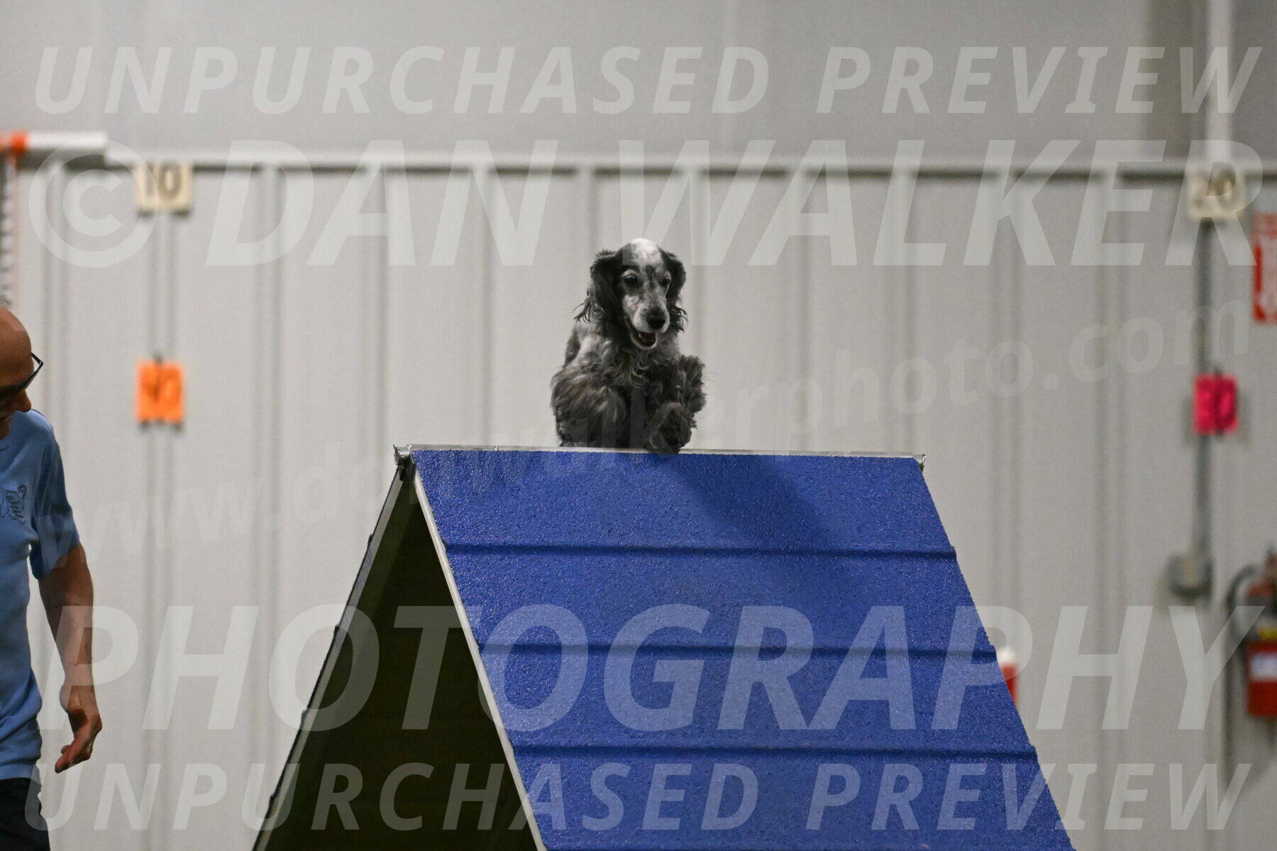 Tempi-David-Thorley-12642