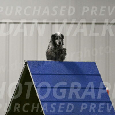 Tempi-David-Thorley-12642