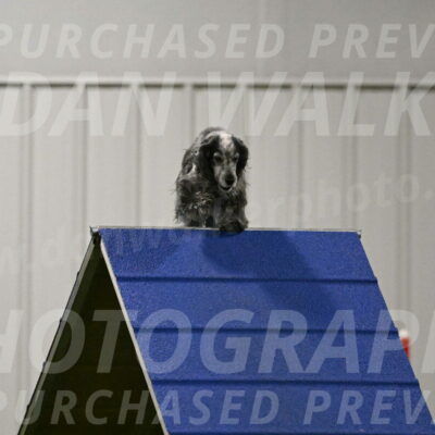 Tempi-David-Thorley-12643