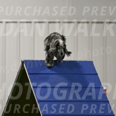 Tempi-David-Thorley-12645