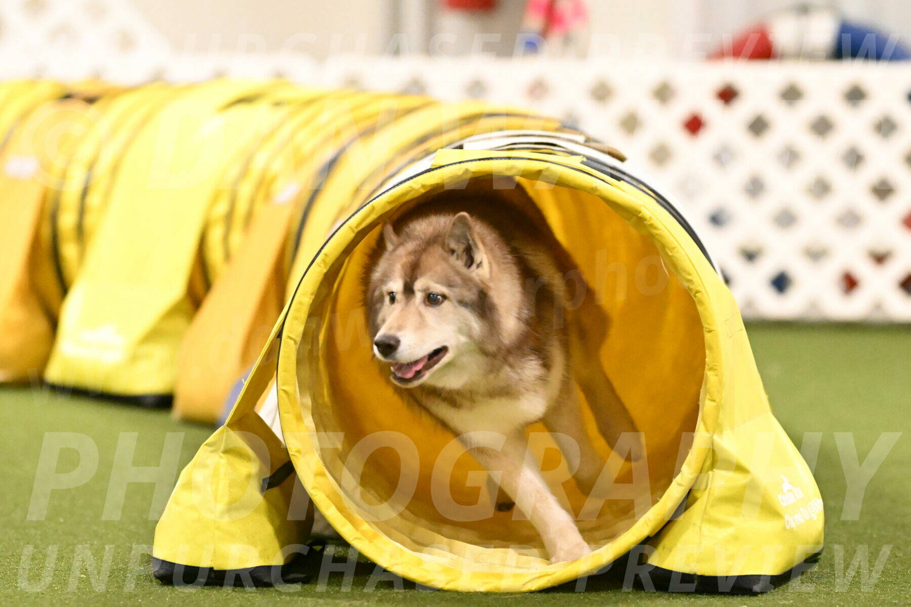 Teva-Jamie-Thompson-04201