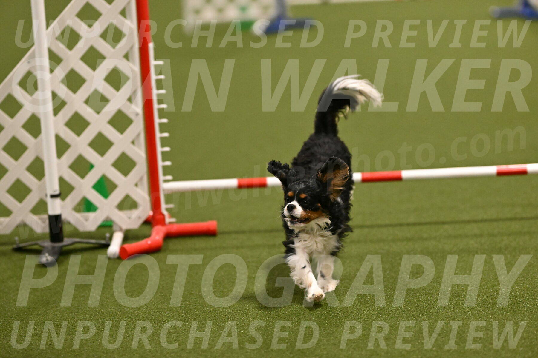 Theo-Amy-Jeske-08483