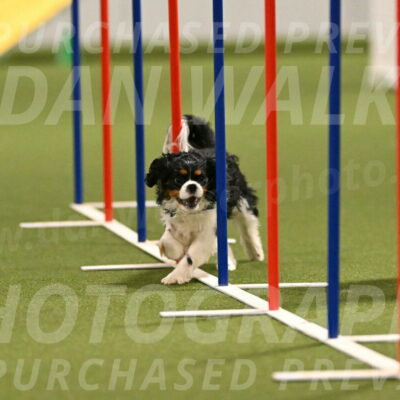 Theo-Amy-Jeske-08496