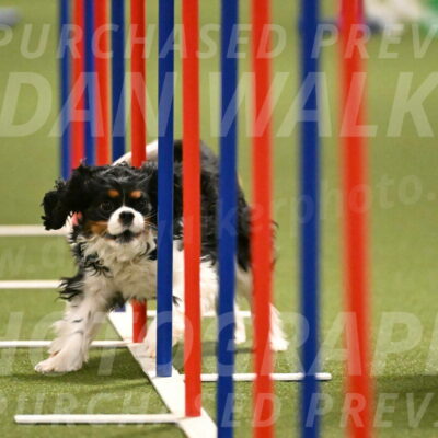 Theo-Amy-Jeske-08503