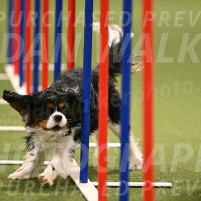 Theo-Amy-Jeske-08506