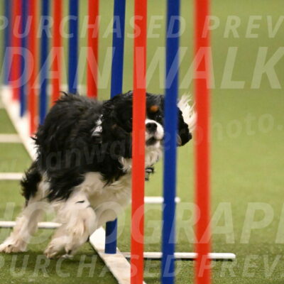 Theo-Amy-Jeske-08508