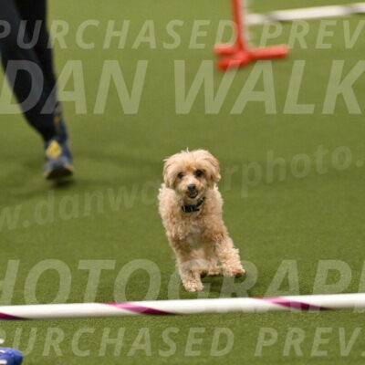 Theo-Gaynor-Ibbotson-06908