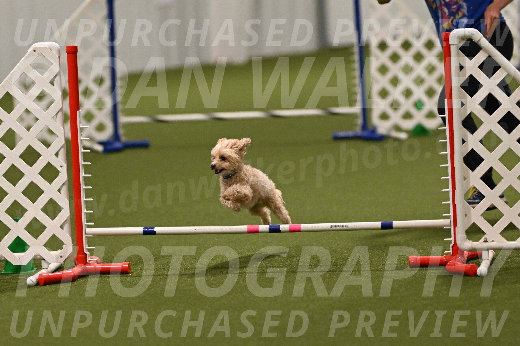 Theo-Gaynor-Ibbotson-06914