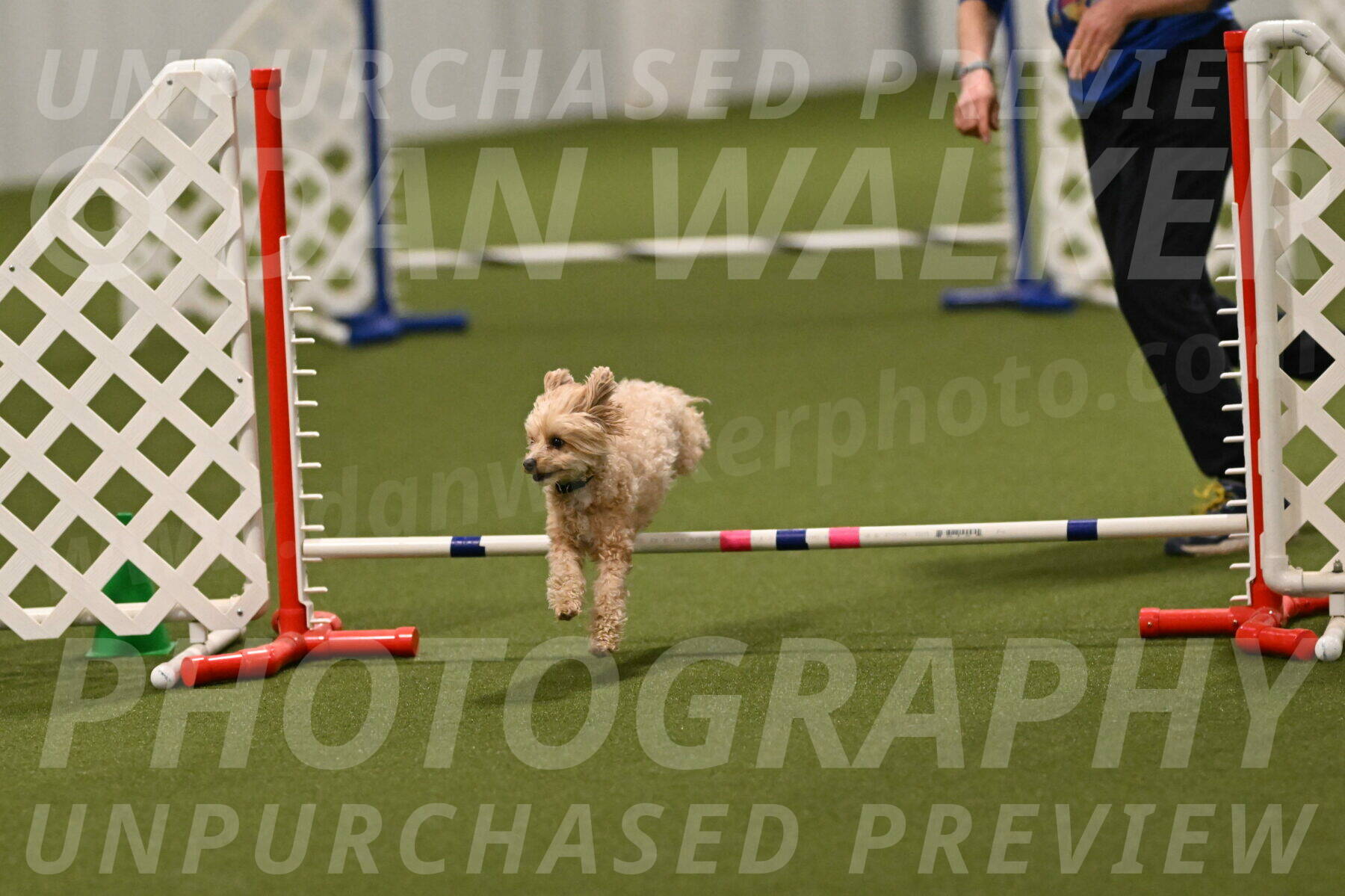 Theo-Gaynor-Ibbotson-06916