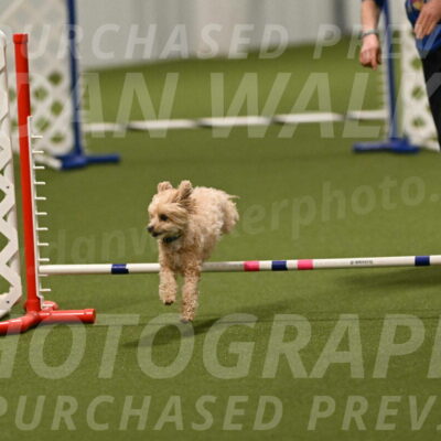 Theo-Gaynor-Ibbotson-06916