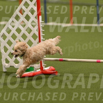 Theo-Gaynor-Ibbotson-06920
