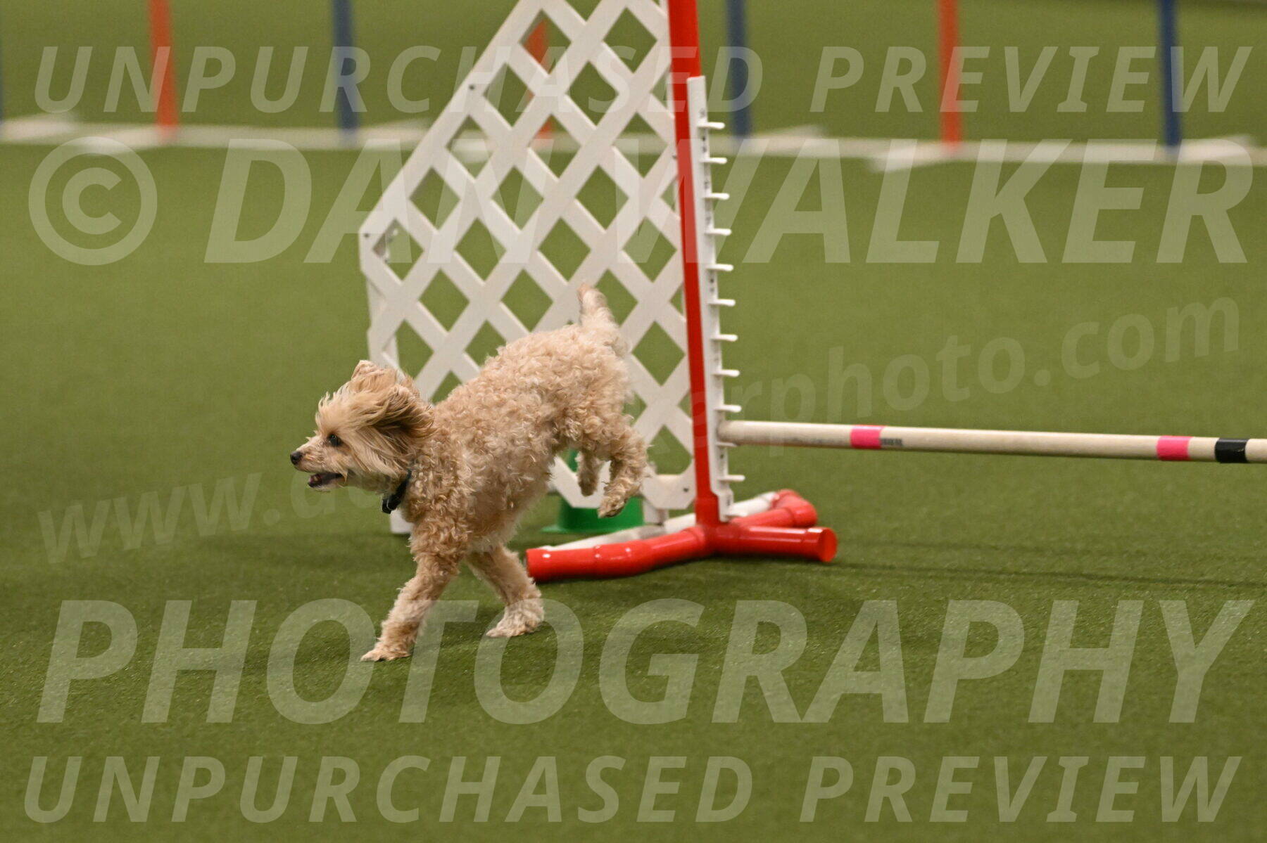 Theo-Gaynor-Ibbotson-06921
