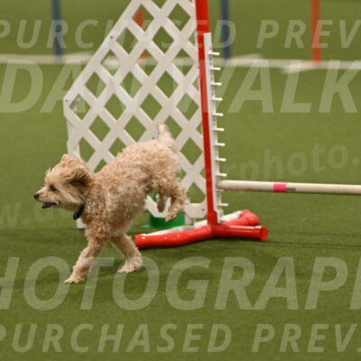 Theo-Gaynor-Ibbotson-06921