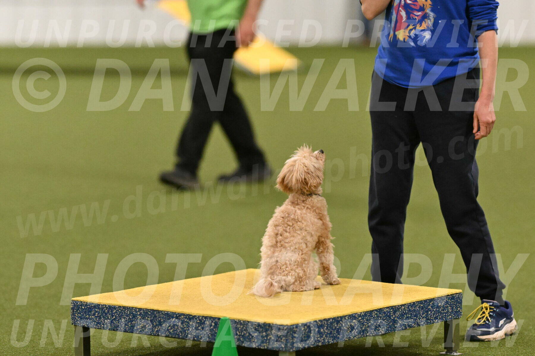 Theo-Gaynor-Ibbotson-06922