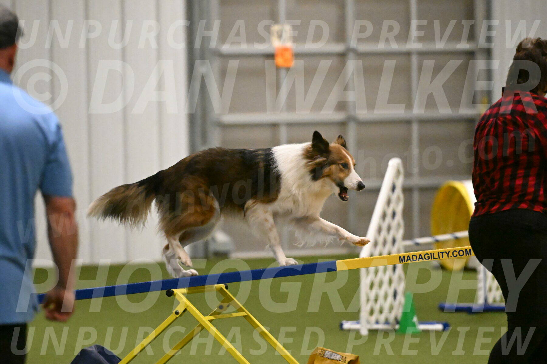 Timber-Maggie-Paskawych-02508