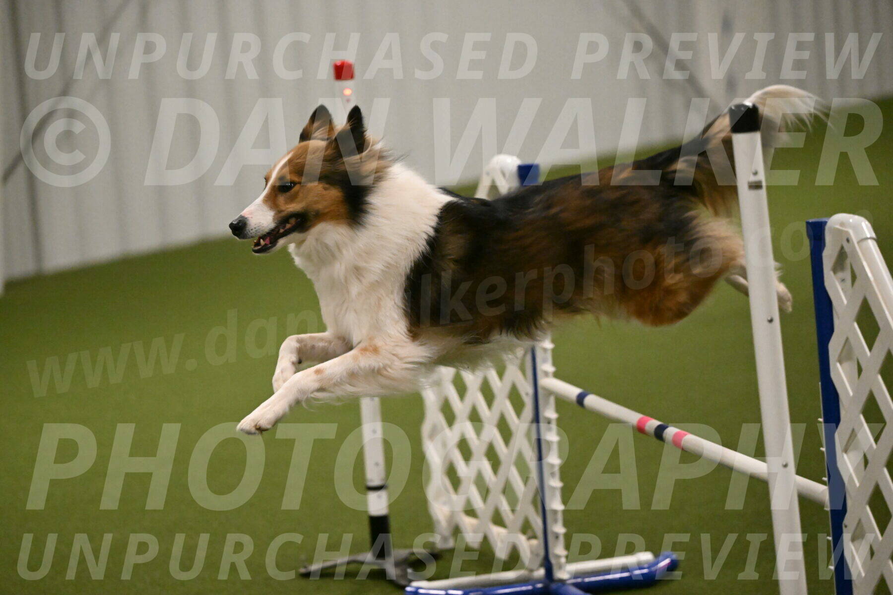 Timber-Maggie-Paskawych-02520