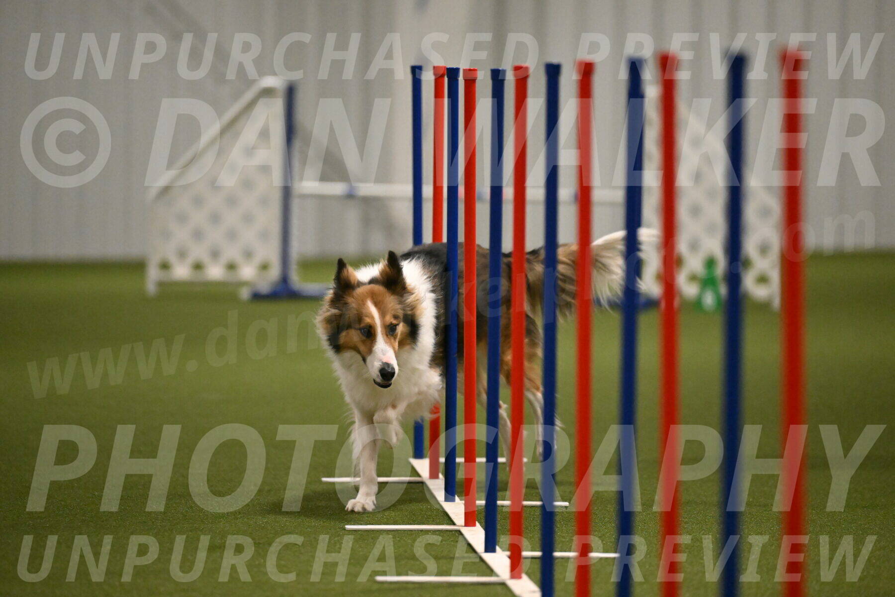 Timber-Maggie-Paskawych-02521