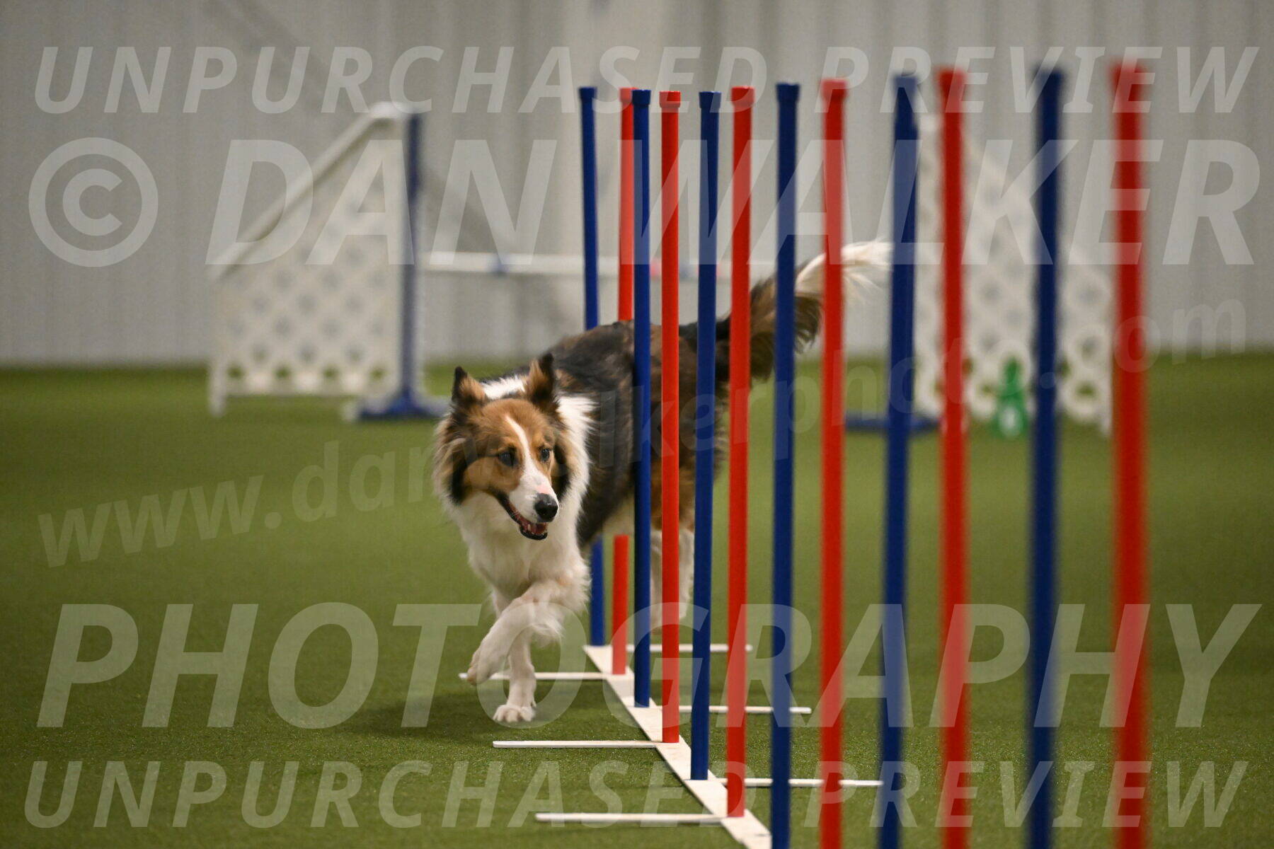 Timber-Maggie-Paskawych-02522