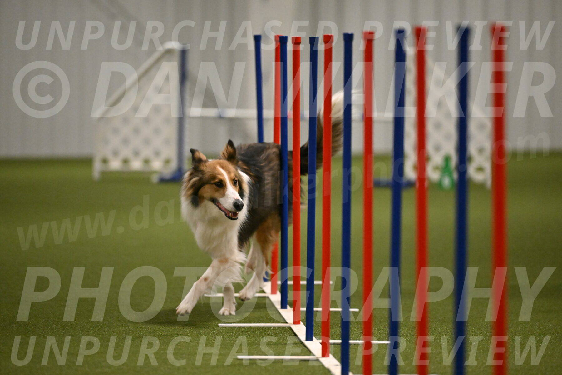 Timber-Maggie-Paskawych-02523