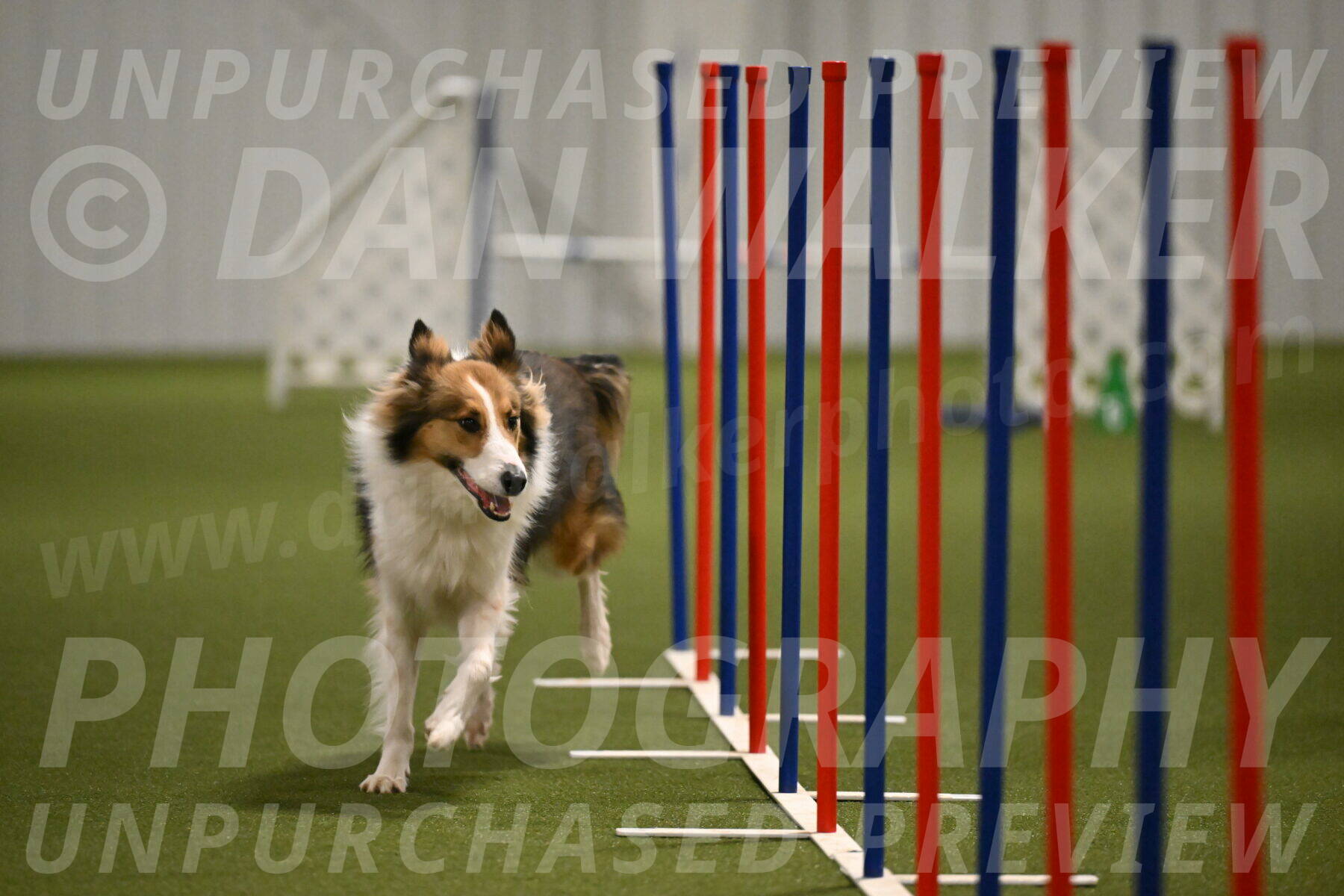 Timber-Maggie-Paskawych-02524