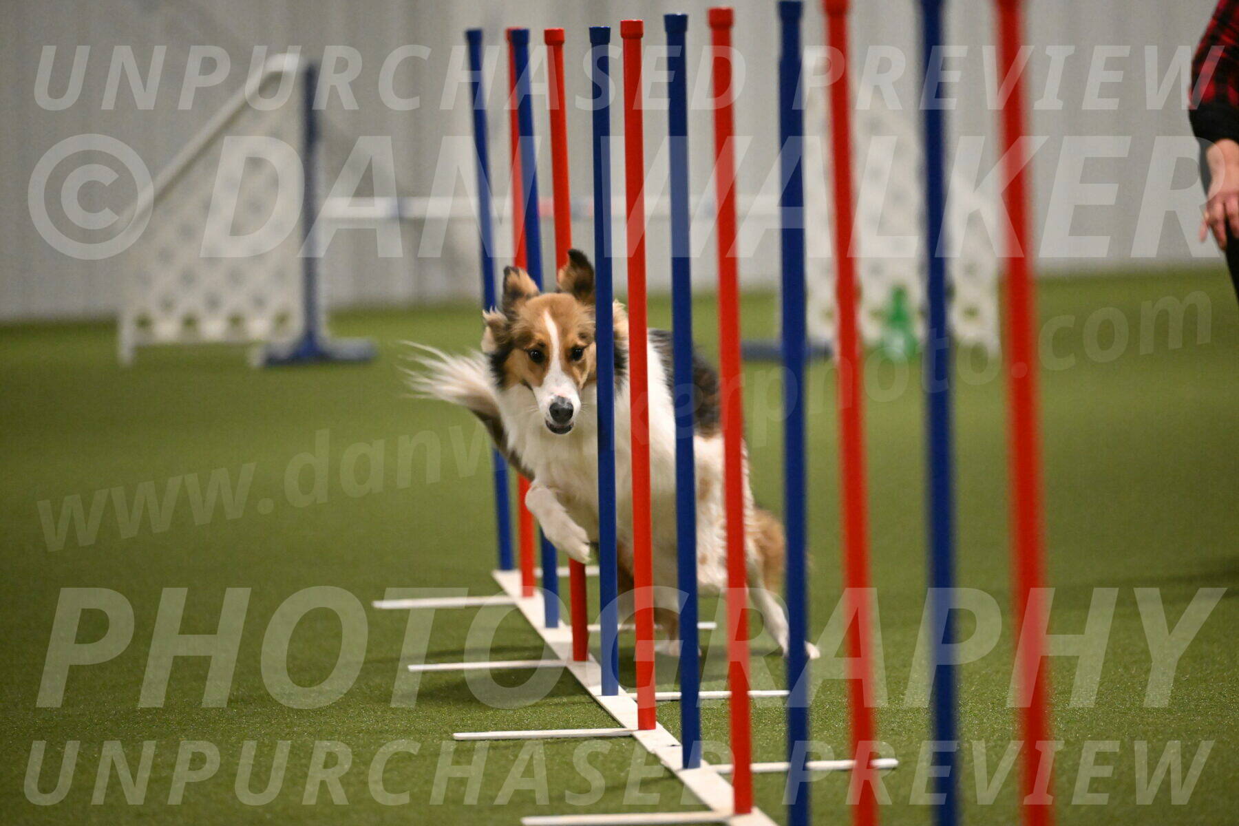 Timber-Maggie-Paskawych-02525