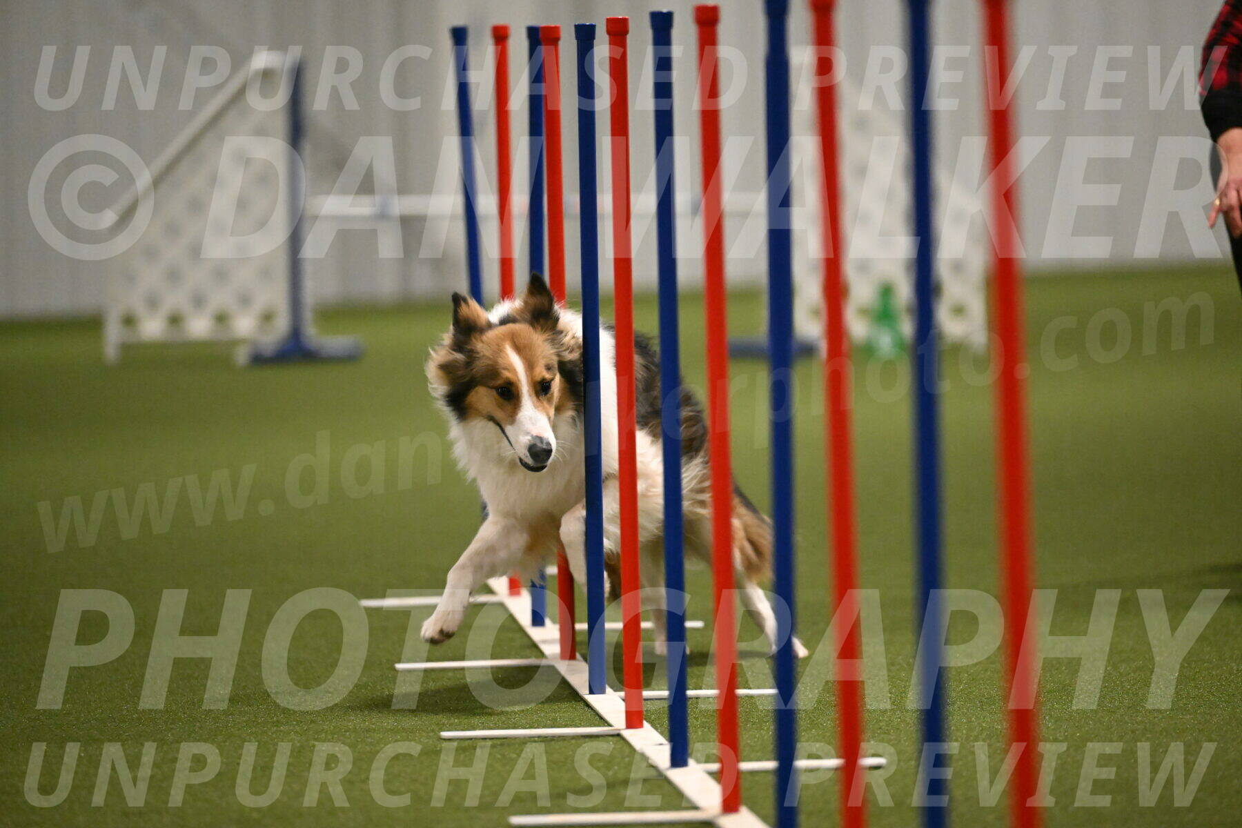 Timber-Maggie-Paskawych-02526