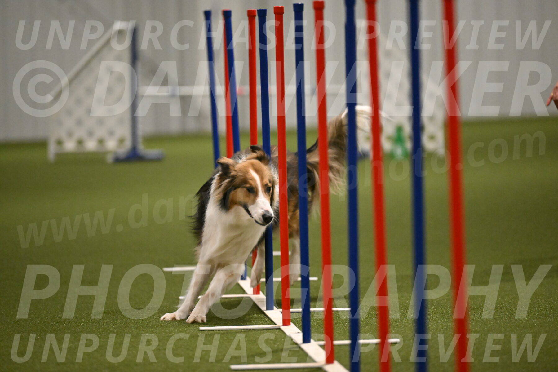 Timber-Maggie-Paskawych-02527