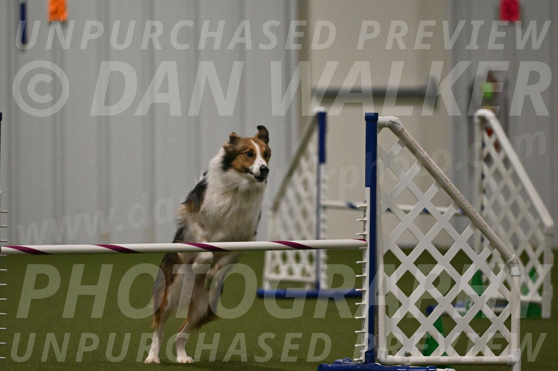 Timber-Maggie-Paskawych-02528