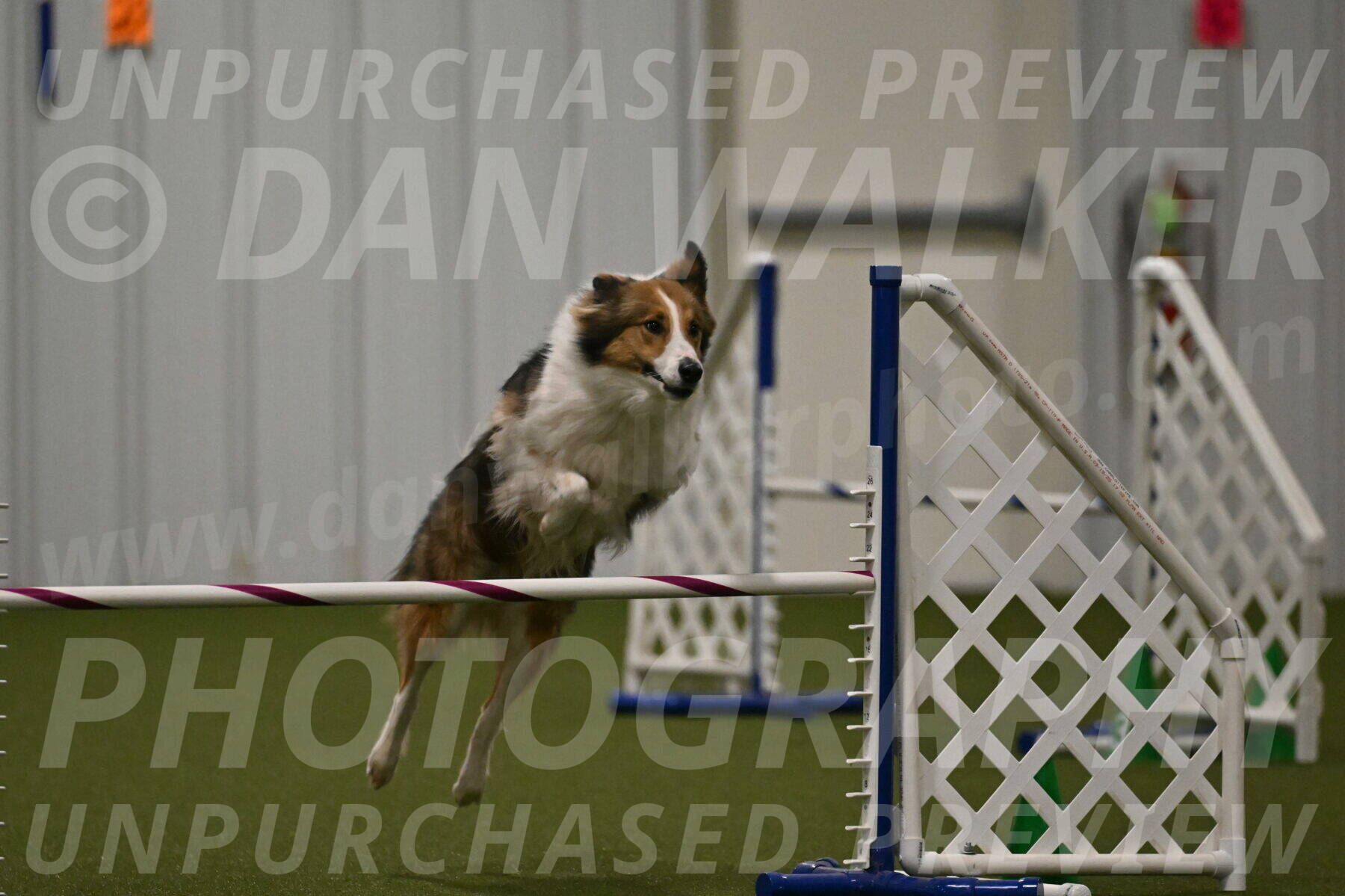 Timber-Maggie-Paskawych-02529