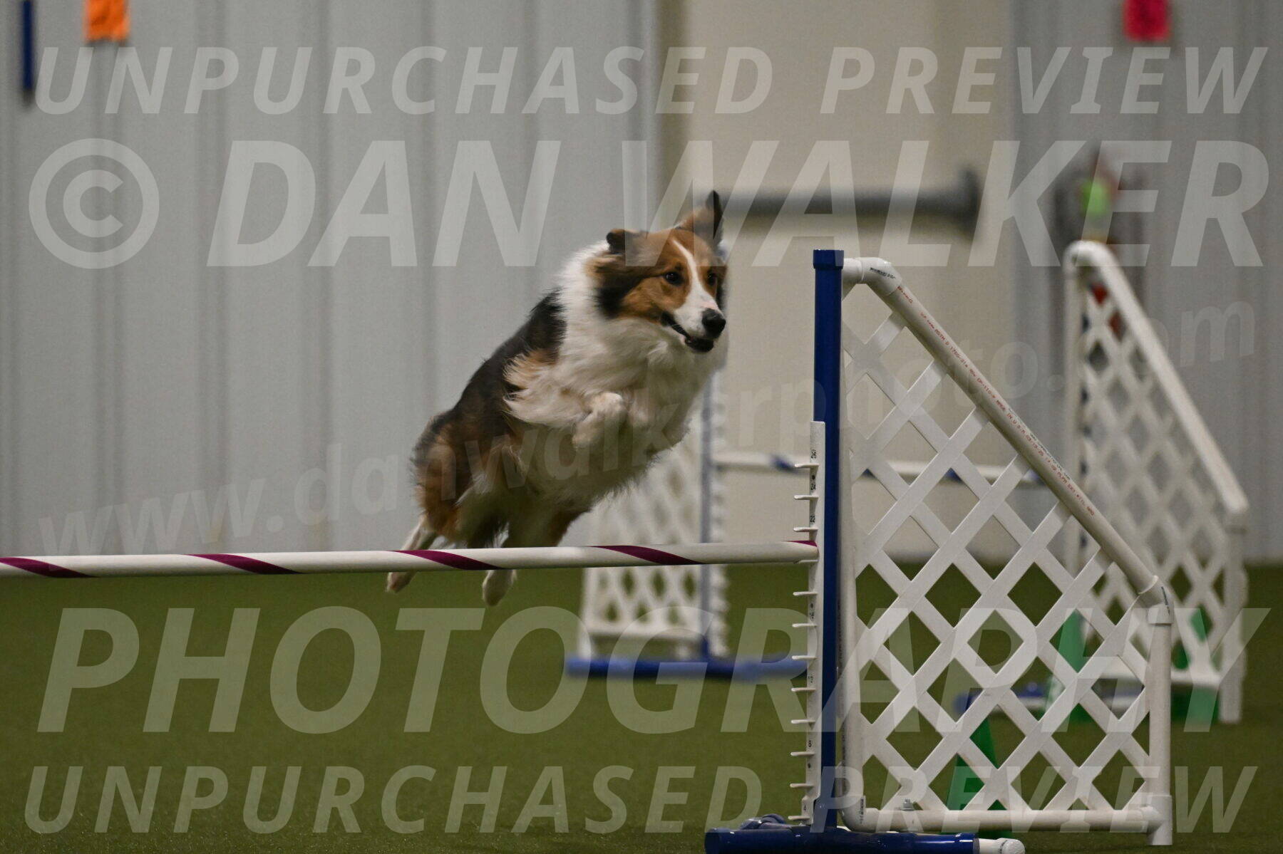 Timber-Maggie-Paskawych-02530