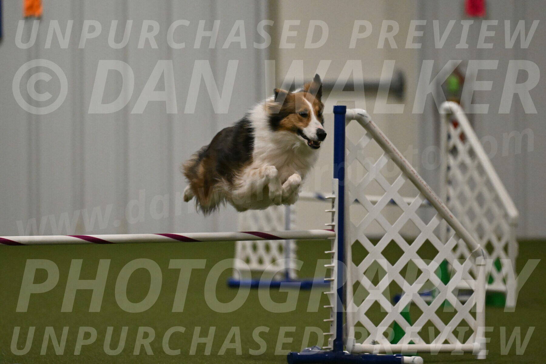 Timber-Maggie-Paskawych-02531