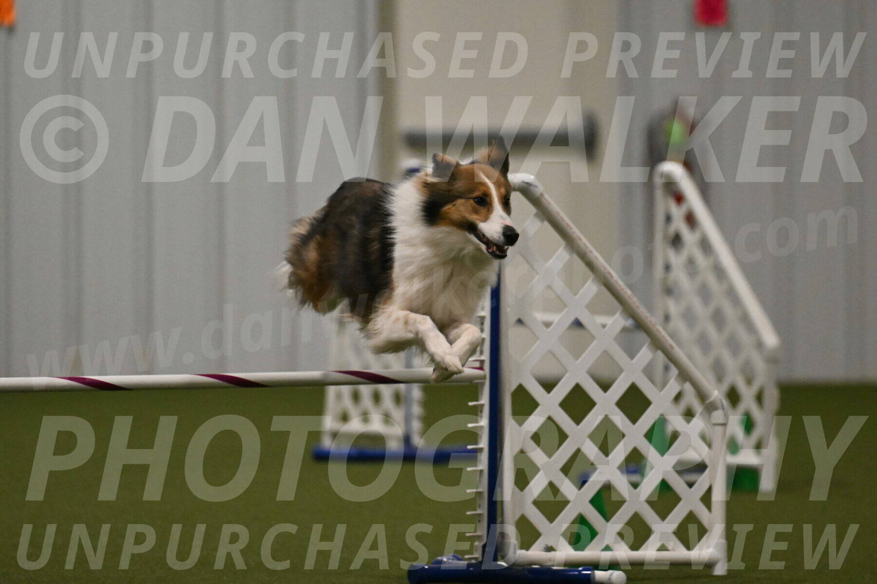 Timber-Maggie-Paskawych-02532