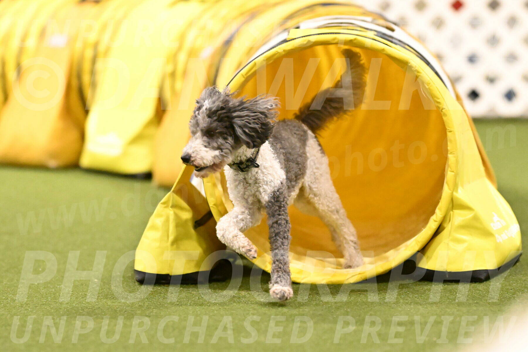 Wayland-Kayla-Mickey-01784