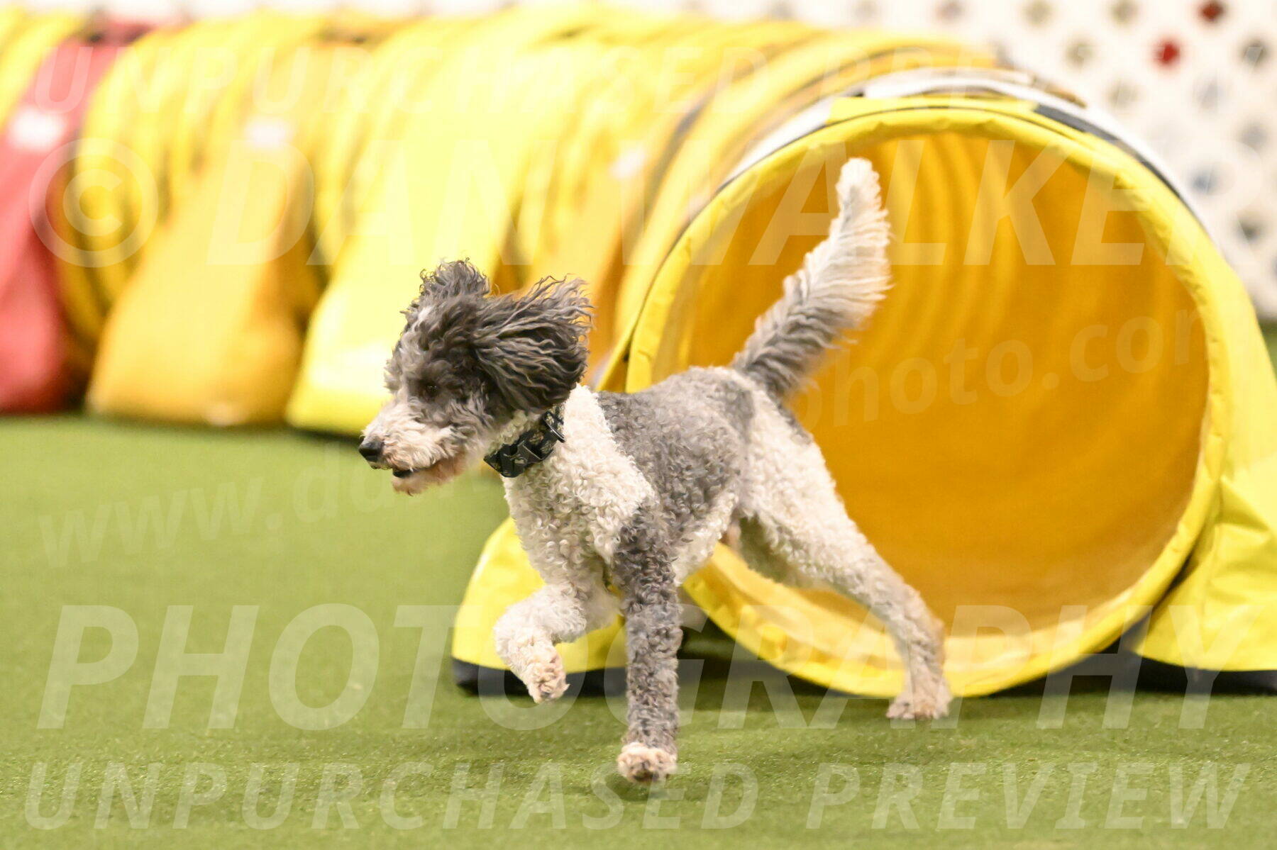Wayland-Kayla-Mickey-01791
