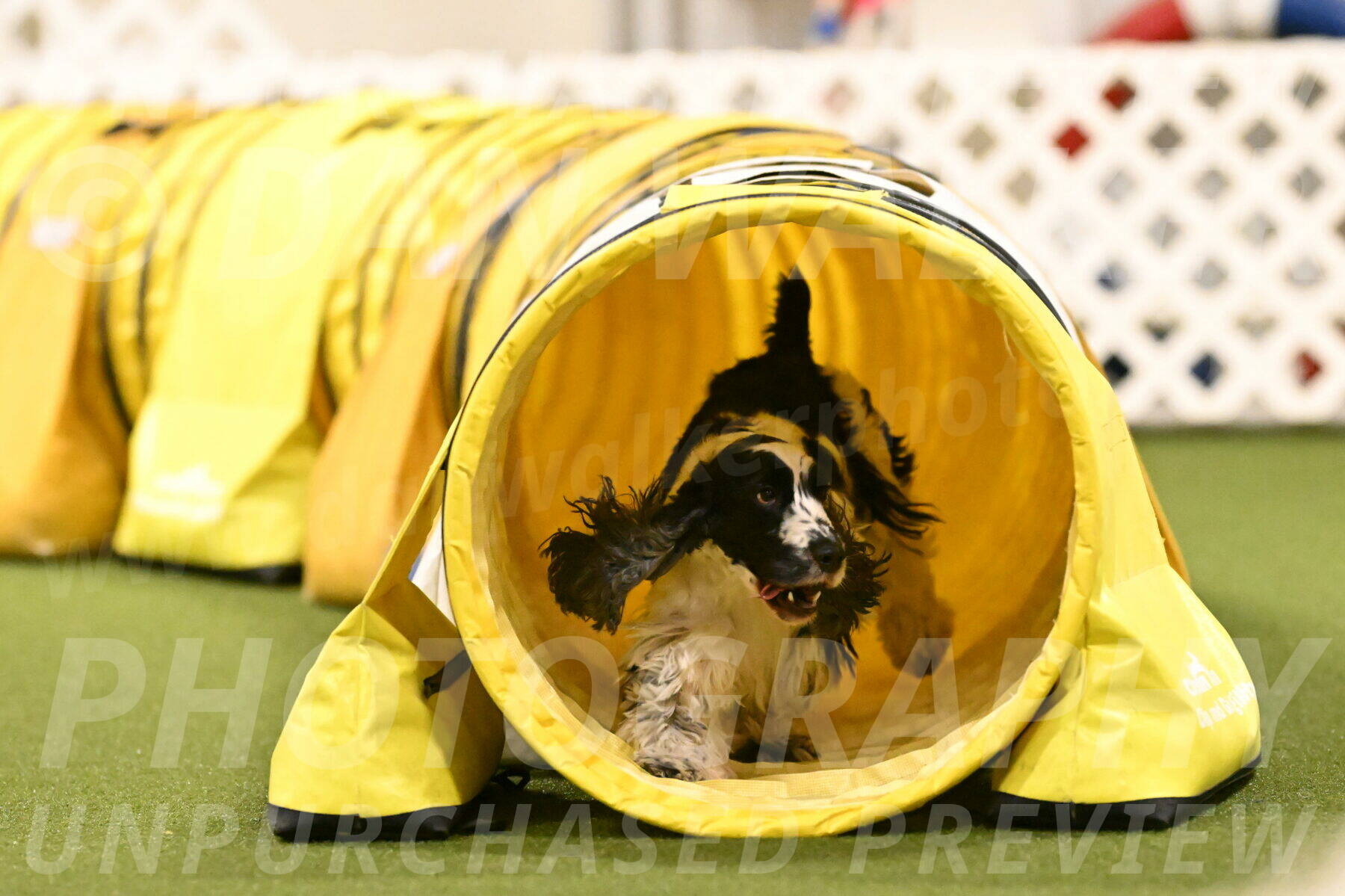 Winston-David-and-Christy-Thorley-02494