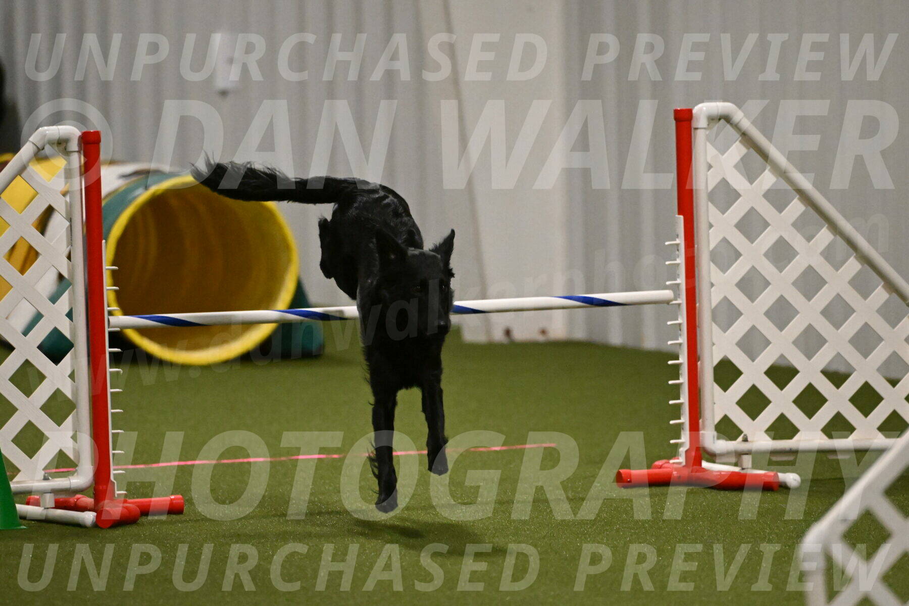 Zinnia-Deborah-Ting-03171