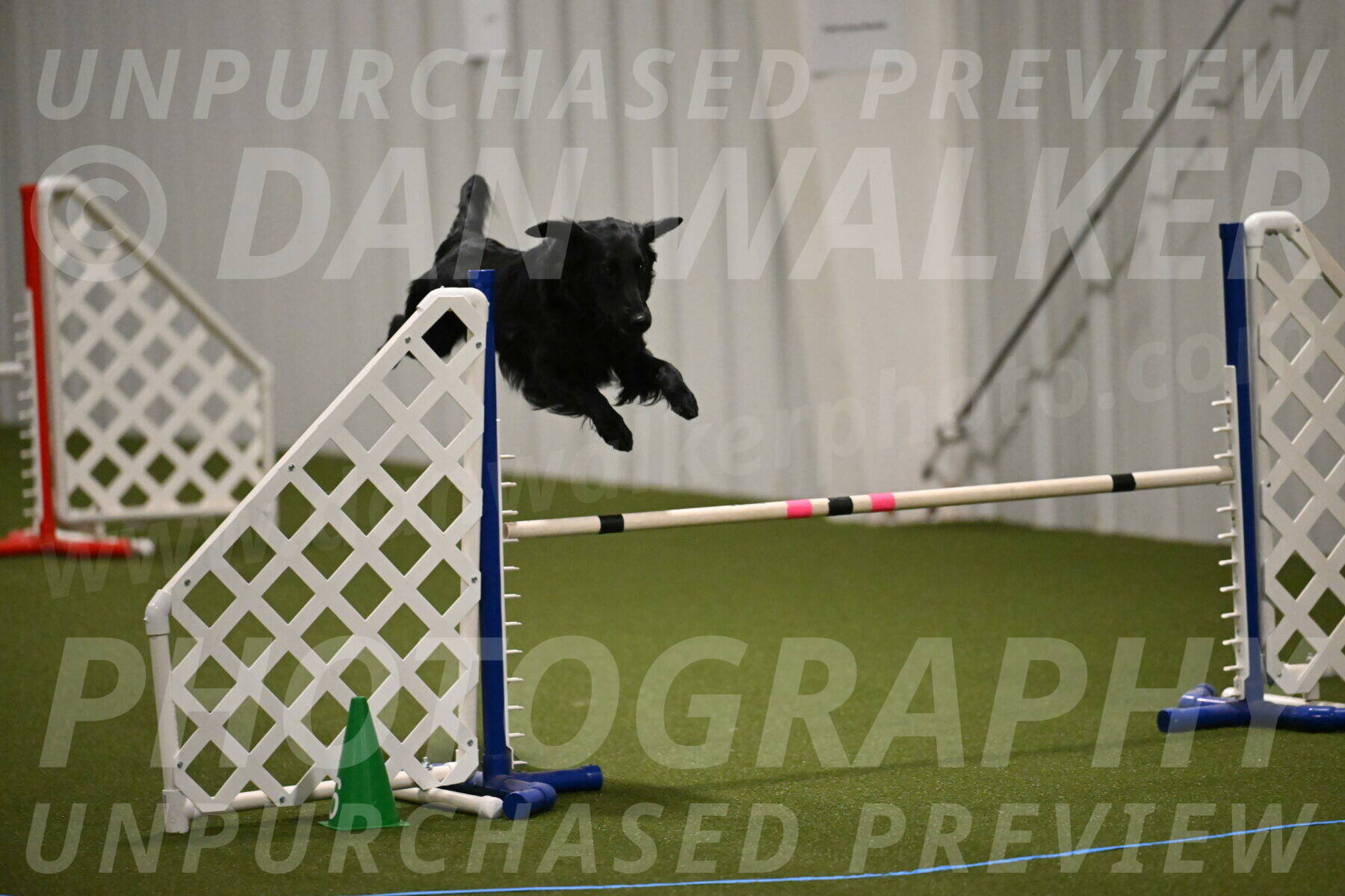 Zinnia-Deborah-Ting-03172