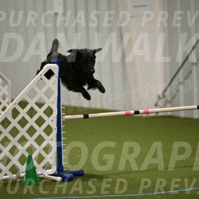 Zinnia-Deborah-Ting-03172