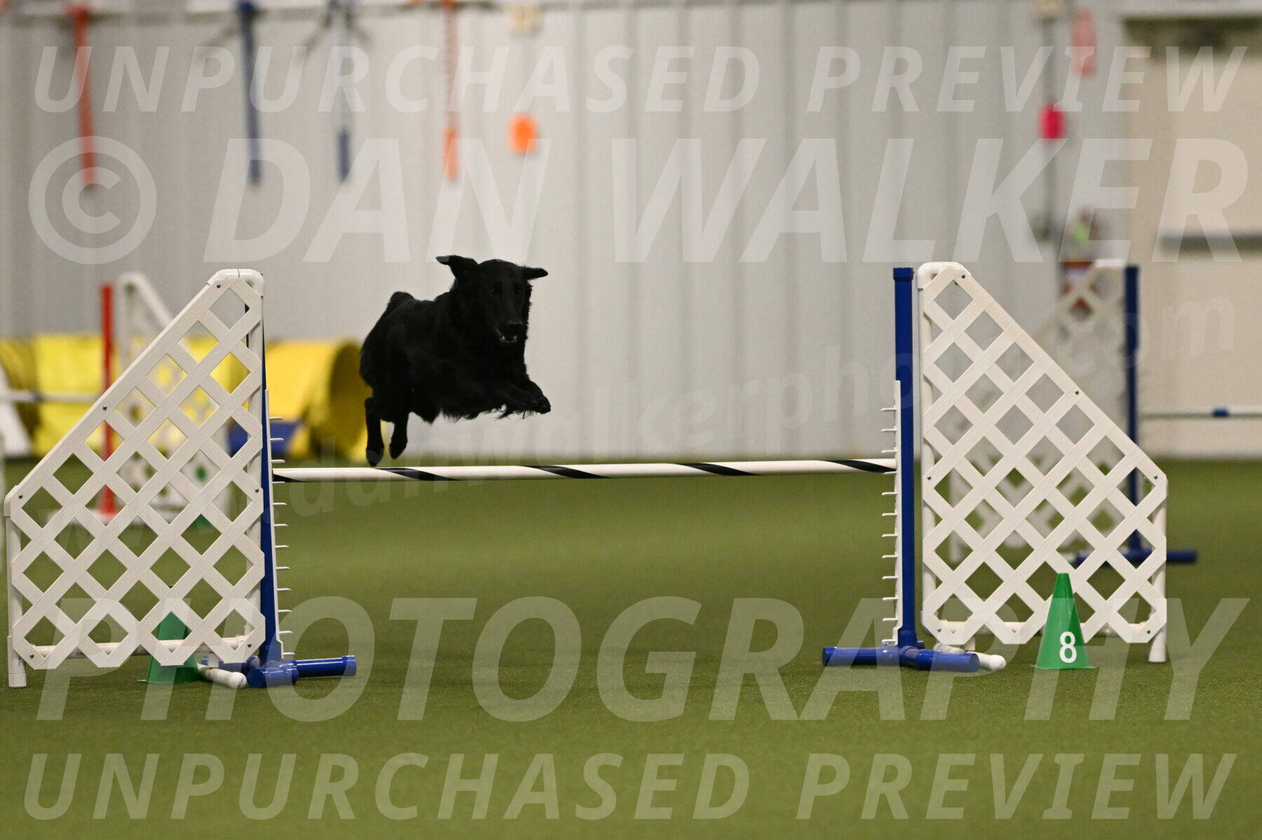 Zinnia-Deborah-Ting-03176