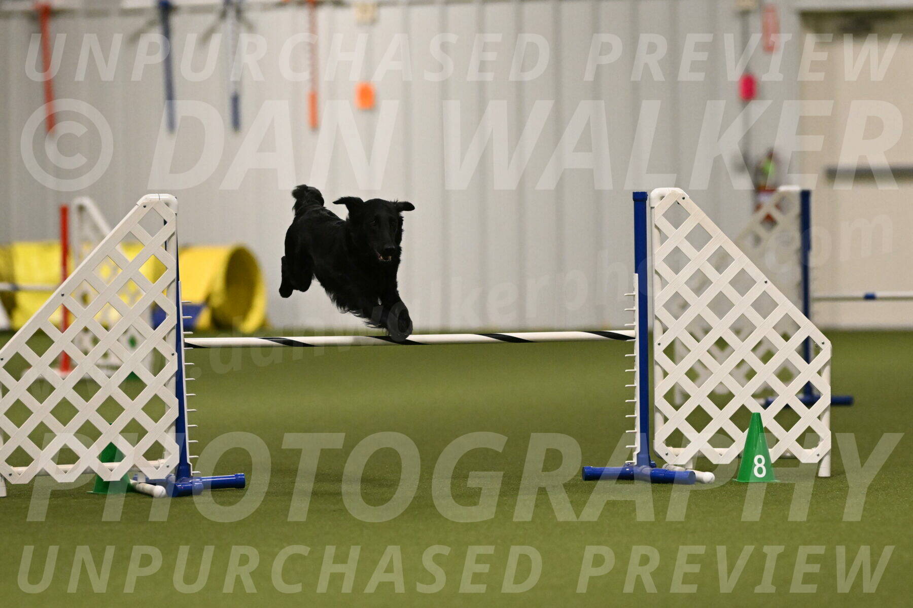 Zinnia-Deborah-Ting-03177