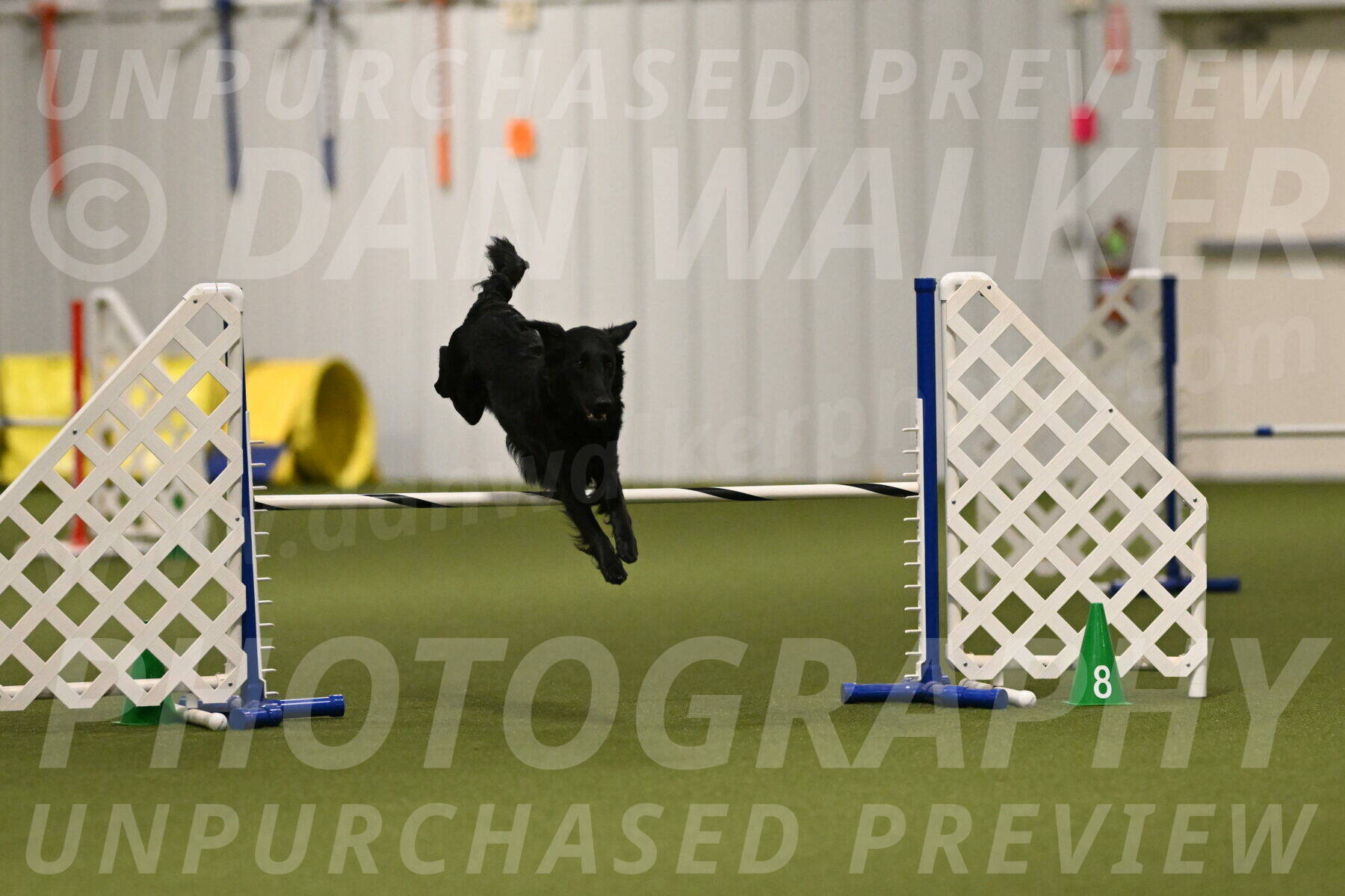 Zinnia-Deborah-Ting-03178