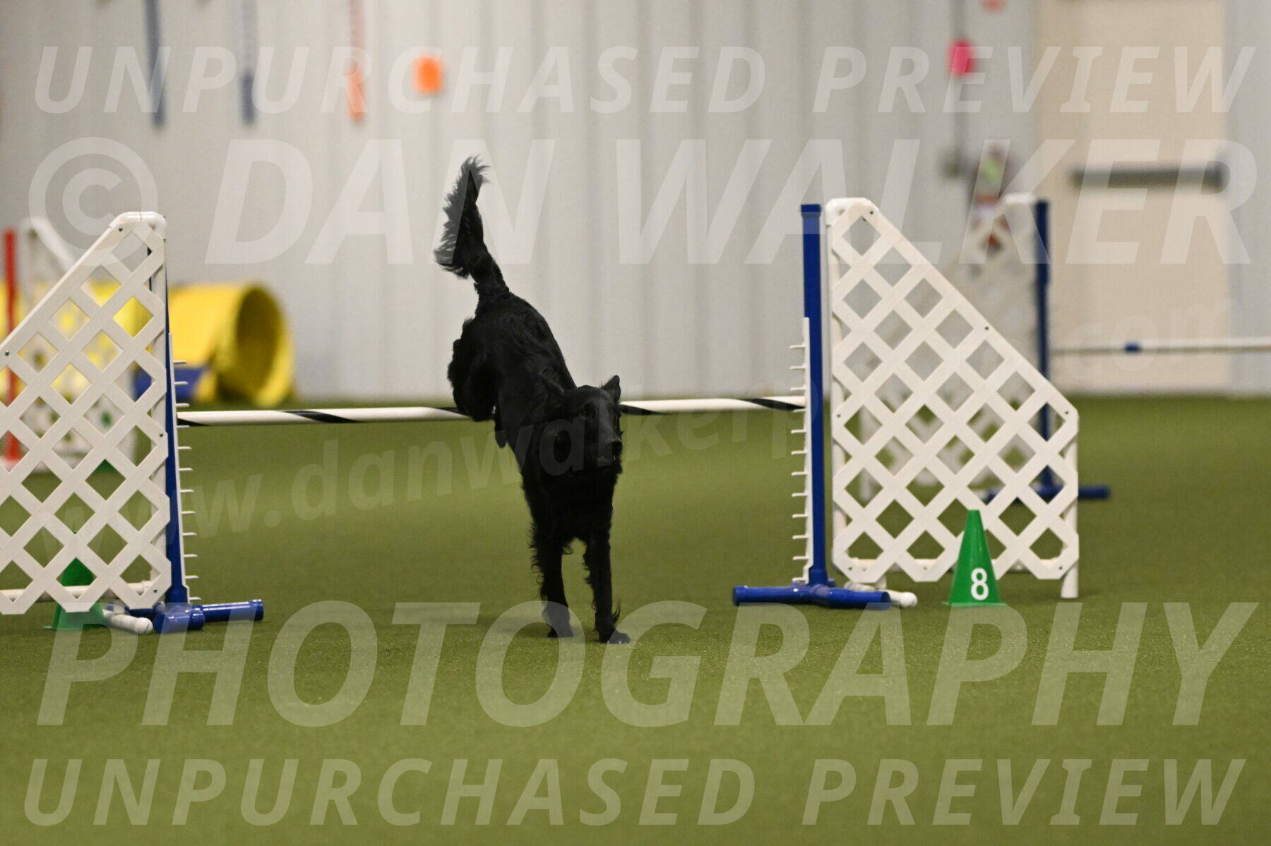 Zinnia-Deborah-Ting-03180