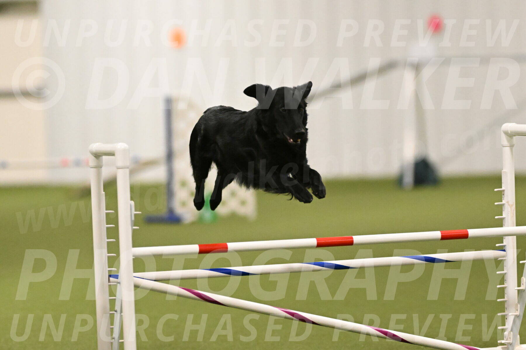 Zinnia-Deborah-Ting-03181