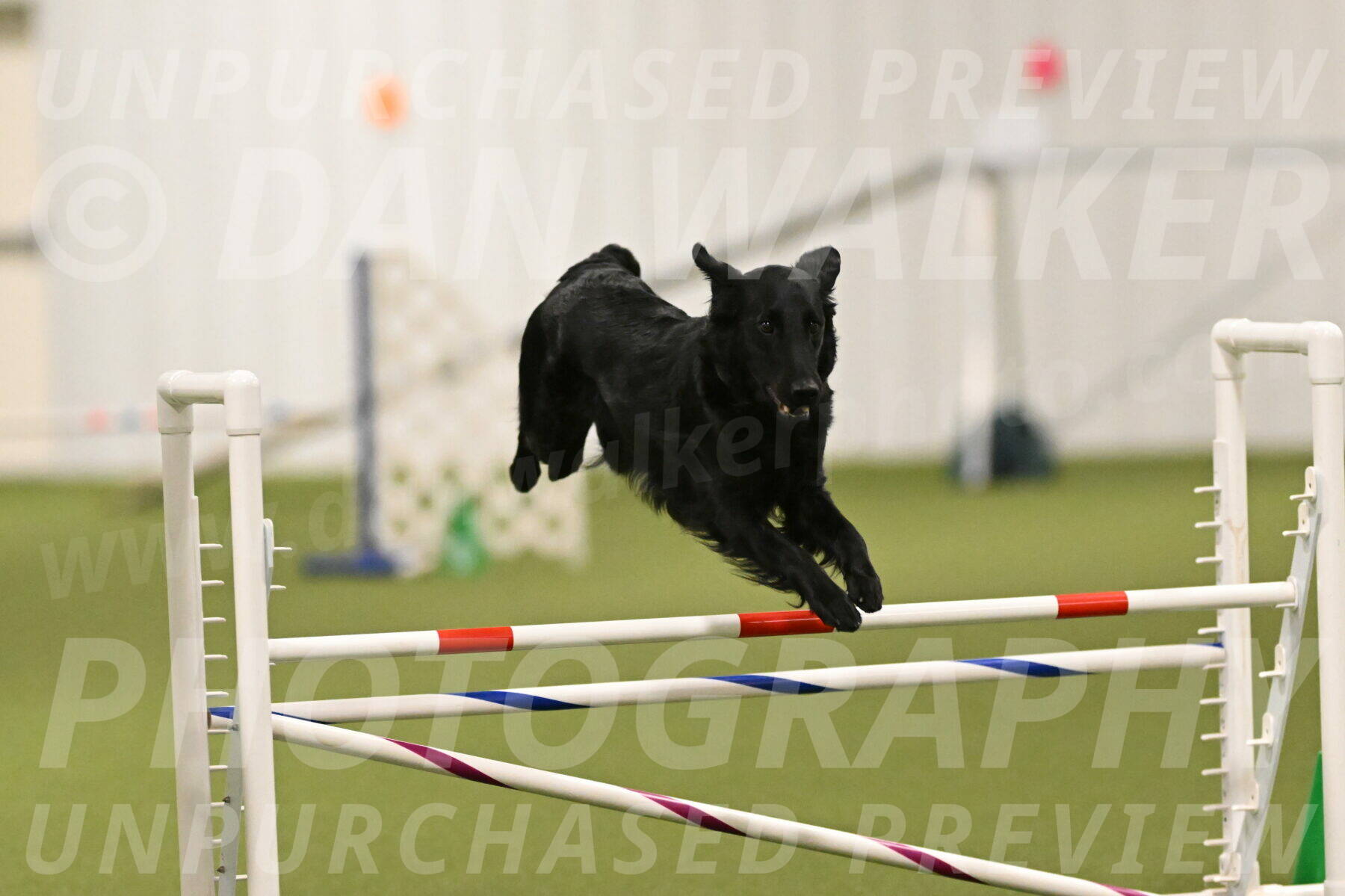 Zinnia-Deborah-Ting-03182