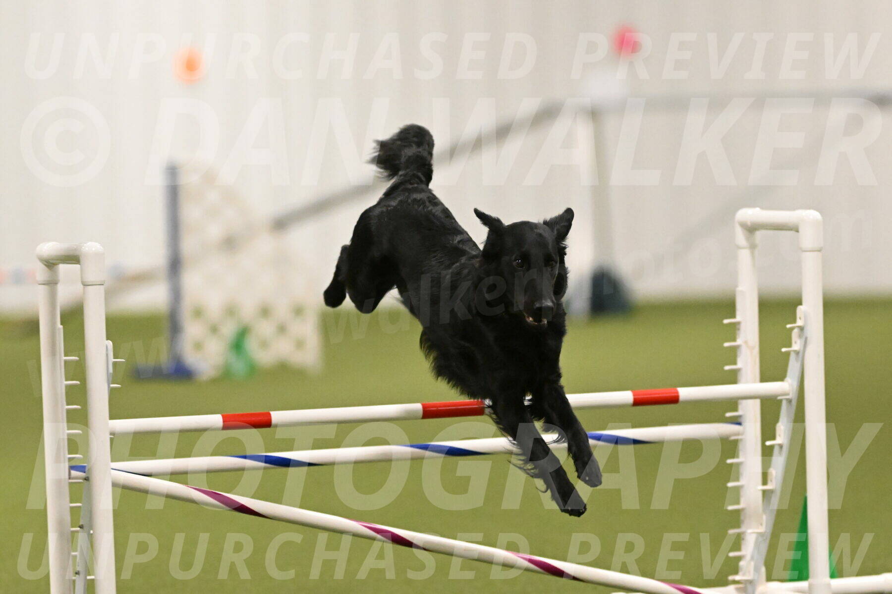 Zinnia-Deborah-Ting-03183